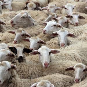 frasi sulle pecore